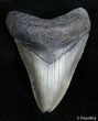 Inch Megalodon Tooth - SC #2822-1